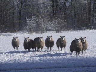 Parc de vacances De Bult Environnement 22