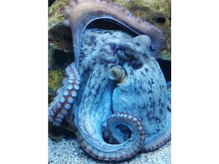 Casa per le vacanze Kastelir Ambiente 22