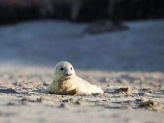 Ein Ausflug zu den Seehundbabys