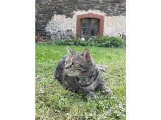 Casa per le vacanze Neumagen-Dhron Registrazione all'aperto 11