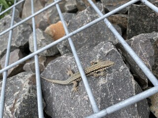 Casa per le vacanze Neumagen-Dhron Registrazione all'aperto 15