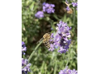 Bienenweide