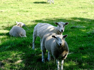 UNSERE TIERISCHEN NACHBARN