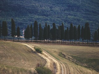 Casa per le vacanze Palaia Ambiente 32