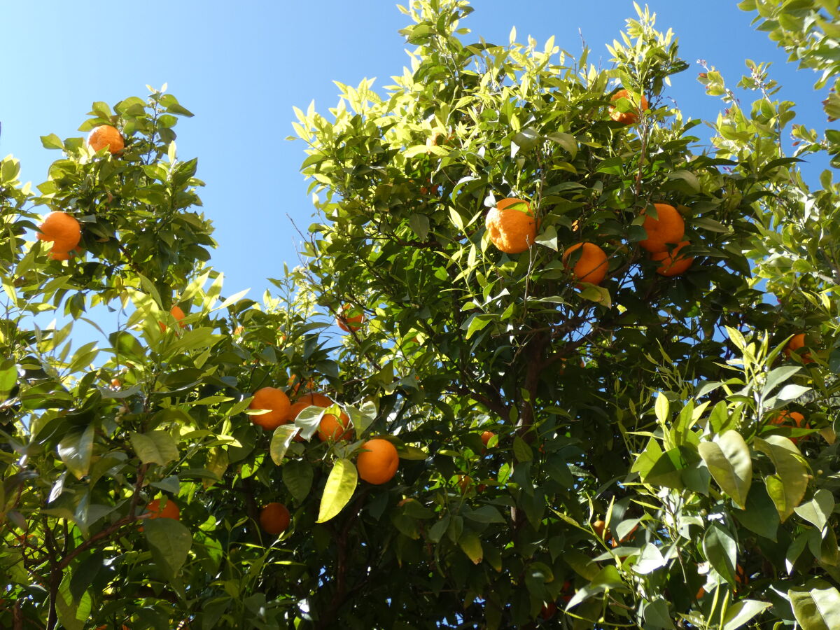 Orangen- u. Zitronenbaum