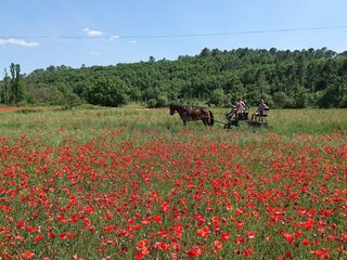 Carriage ride on the estate