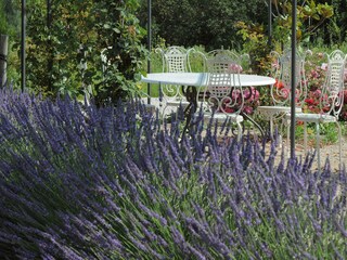 Garden with lavender