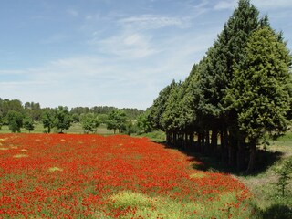 Frühling in der Provence