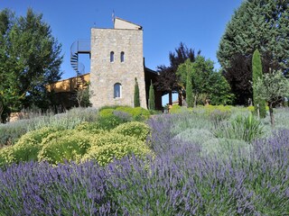 Fields of lavender