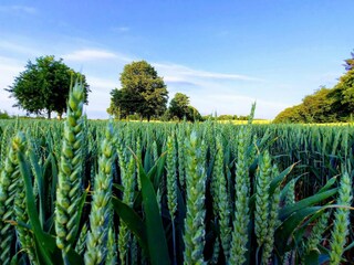 Vakantiehuis Møn  32