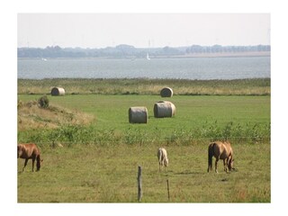 Boddenblick