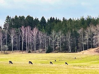 Ferienhaus Upphärad  8