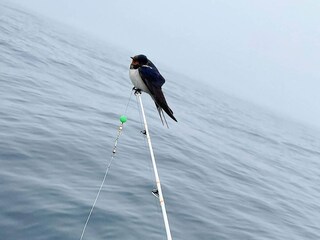 Ferienhaus Skudeneshavn  24