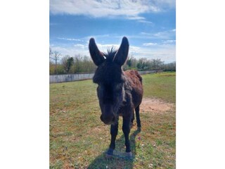 Casale Hreljići Documento 25