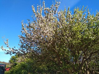 Ferienhaus Sømarken  30