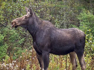 Vakantiehuis Brålanda  19