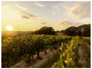 Villa Montalcino Omgeving 34