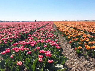 Blumenzwiebelfelder im Frühjahr