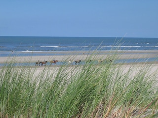 Pferde am Strand