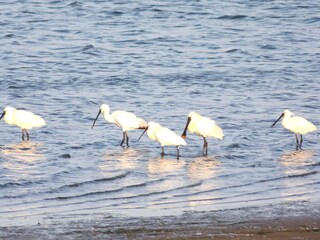 Appartamento per vacanze De Cocksdorp Ambiente 22