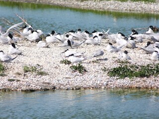 Appartamento per vacanze De Cocksdorp Ambiente 23