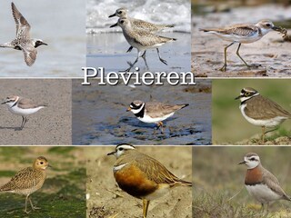 Appartamento per vacanze De Cocksdorp Ambiente 28