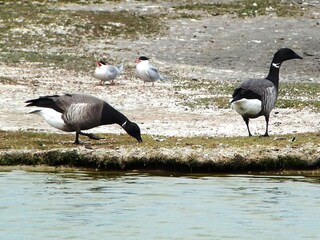 Appartamento per vacanze De Cocksdorp Ambiente 27