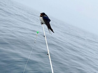 Ferienhaus Skudeneshavn  32