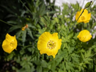 Type de propriété : Ferme Eppe-Sauvage  34