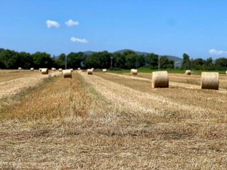 Appartamento Mantignana Ambiente 29