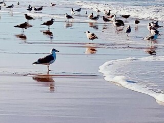 Maison de vacances De Koog Environnement 14