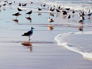 Maison de vacances De Koog Environnement 21