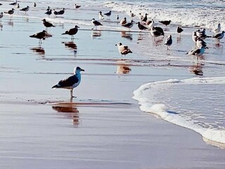 Ferienhaus De Koog Umgebung 25