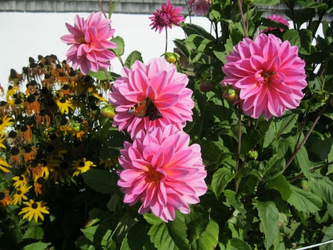 Ferienwohnung "Alpenrose"