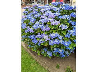 Unser Garten