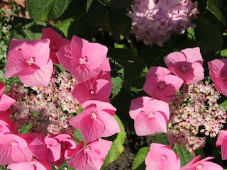 Vakantieappartement Greetsiel Omgeving 37