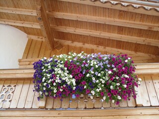 Blumenpracht