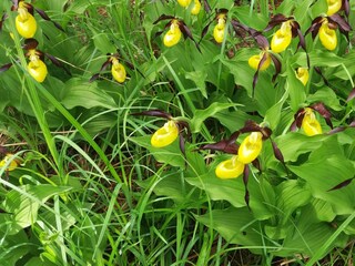 Frauenschuhblüte im Mai