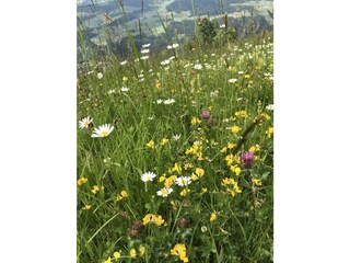 Appartamento per vacanze Itter Ambiente 21