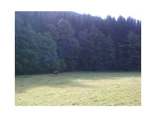 Pferde im Lierfelder Tal