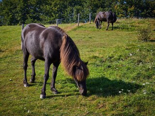 Ferienhaus Sønderballe  8