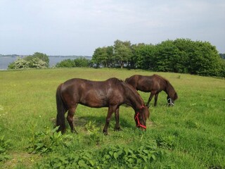 Maison de vacances Sønderballe  4