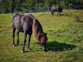 Maison de vacances Sønderballe  21