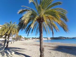 Appartamento per vacanze Paguera Ambiente 31