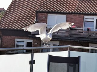 Besuch auf der Dachterrasse