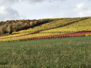 Casa per le vacanze Kirchheimbolanden Ambiente 20