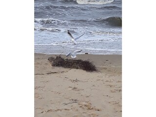 Möven am Strand