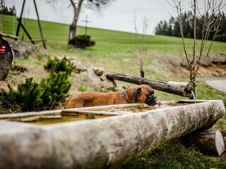 Appartamento per vacanze Breitnau Registrazione all'aperto 8