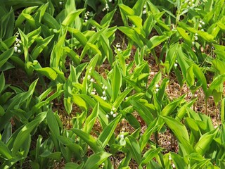 Casa per le vacanze Örkelljunga Registrazione all'aperto 6