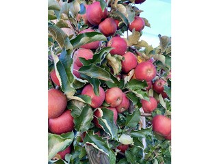 Appartamento per vacanze Friedrichshafen Ambiente 35